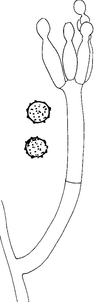 Conidióforos y conidios lisos, micelio blanco, exudado claro - 26