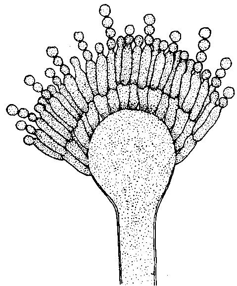 Conidios lisos a rugosos, de 4-5 µm de diámetro Aspergillus wentii Vesícula solo