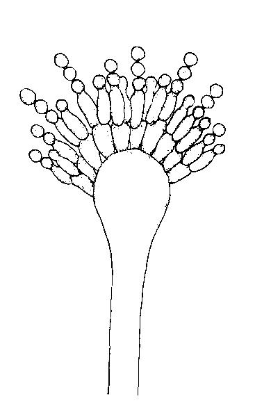 largo Aspergillus niveus 92 (91) Vesícula toda rodeada de métulas con más de 10 µm