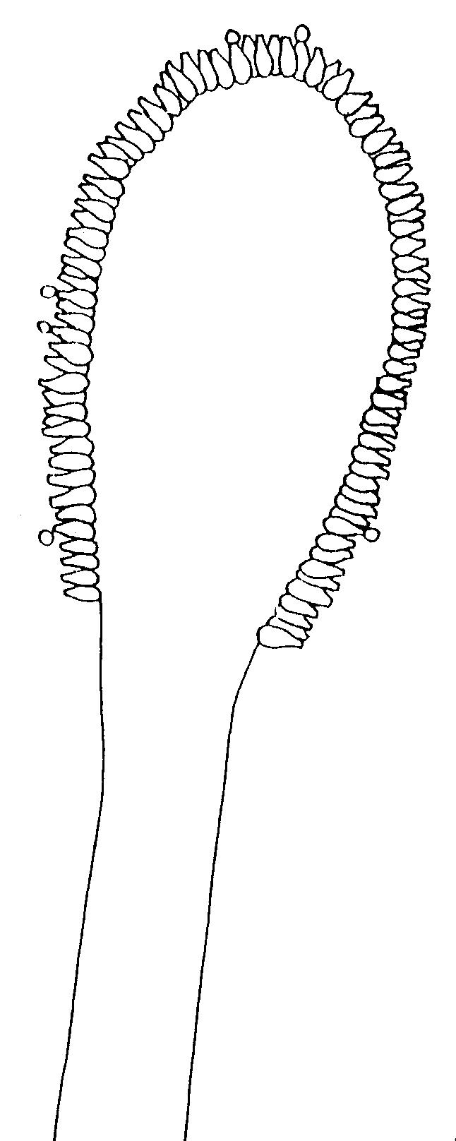 Cleistotecios amarillo en desarrollo, especialmente en Czapek-Glicerol 101, sembrar