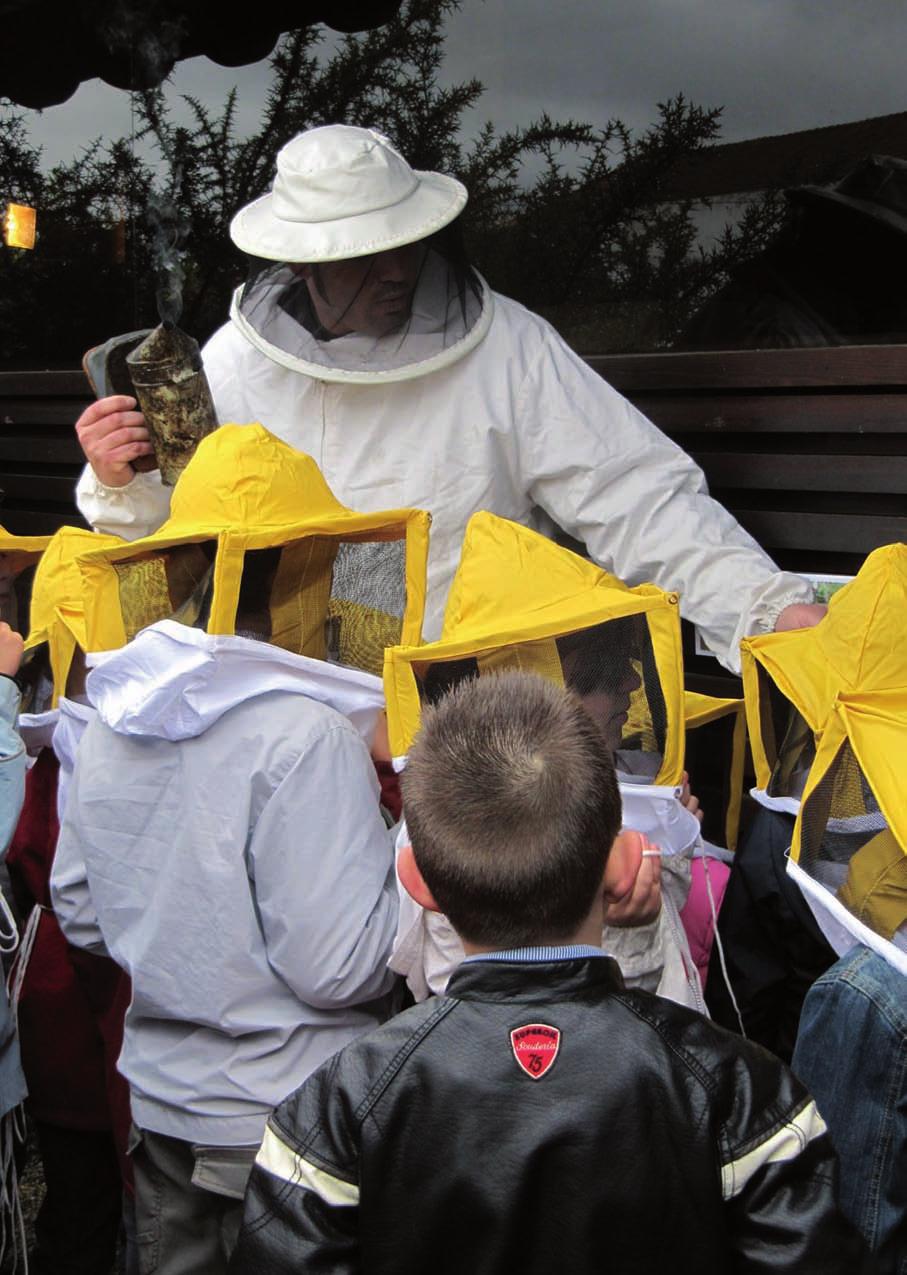 B) Taller-Itinerario en el Jardín Botánico: a través de nuestra colmena de observación los alumnos podrán comprobar, en vivo y en directo, cómo es la vida de una colonia de abejas domésticas e