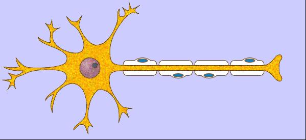Son células de soporte, es decir protegen y amortiguan física y químicamente a las neuronas.
