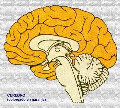 Sistema nervioso central: Actúa como centro de control y elaboración de respuestas frente a estímulos