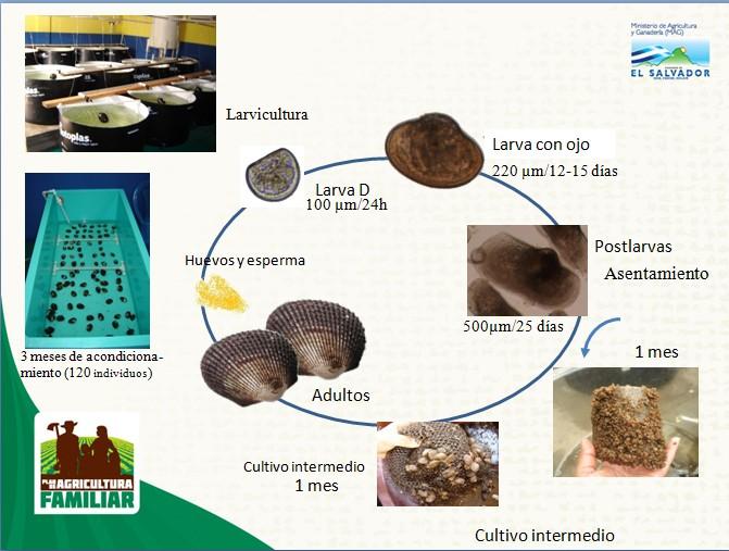 proyecto Desarrollo de la Acuicultura de Moluscos en