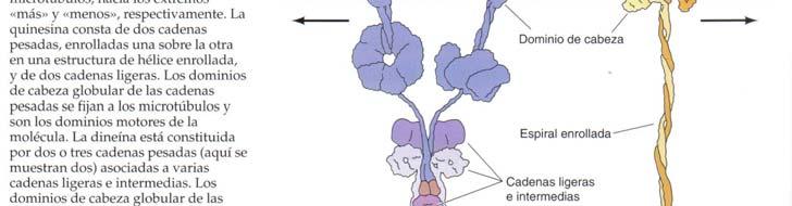 MOTORES MICROTUBULARES Y MOVIMIENTOS Microtúbulos responsables de movimientos celulares: Transporte intracelular Posicionamiento de las vesículas de membrana y orgánulos