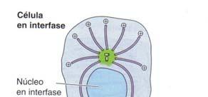 centrosomas