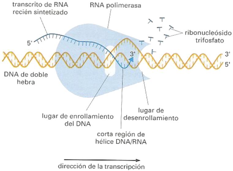 Transcripción (I) La transcripción es realizada por las enzimas ARN polimerasas en 3 fases. Inicio: la ARN polimerasa se une a la cadena de ADN en un promotor, gracias al factor σ.