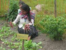 Proyecto de Seguridad Alimentaria Comunidades de Cajamarca, en sociedad con la Fundación Cayetano Heredia.