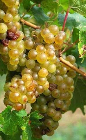 Racimos de tamaño grande y poco compactos, Sus uvas son gruesas, carnosas, color amarillo pálido y con