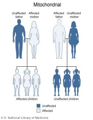 La herencia citoplasmática es: Herencia uniparental transmisión de la información genética de un progenitor a la descendencia