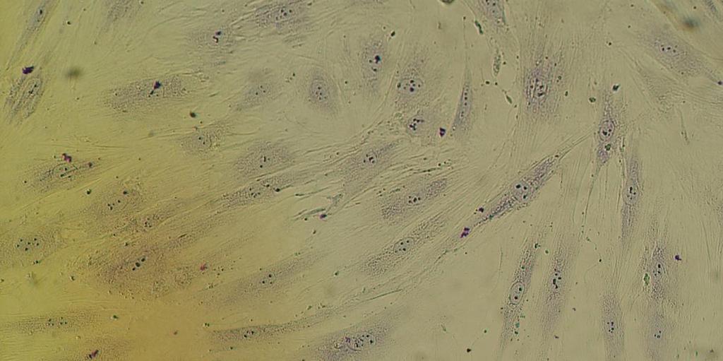 Células PH Línea celular diploide.