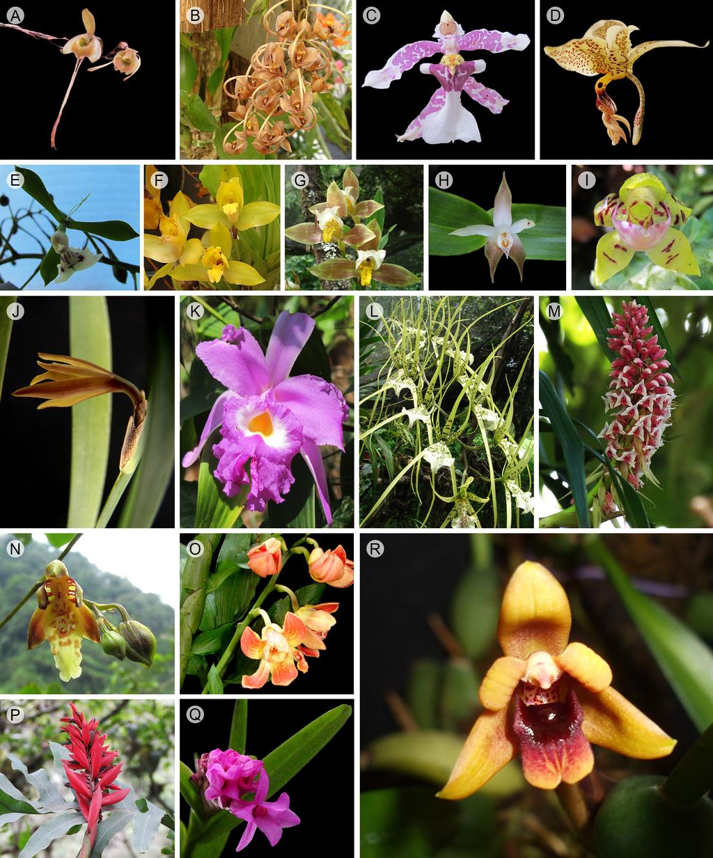 121: 139-149 Octubre 2017 Figura 2: Especies de orquídeas presentes en el bosque mesófilo de montaña de la región suroeste de Chocamán, Veracruz. Especies endémicas de México: A.