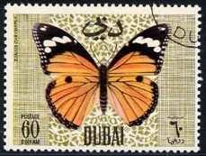 Lepidoptera : Nymphalidae : Danainae : Danaus chrysippus.
