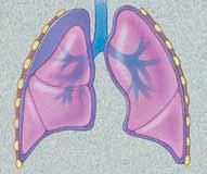La extirpación de una parte o la totalidad de un pulmón se llama resección. Masa La resección en forma de cuña implica extirpar una pequeña parte de un lóbulo.