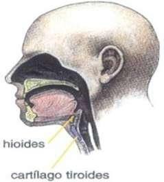 Hioides Cartílago tiroides Hioides Cartílago tiroides Somos