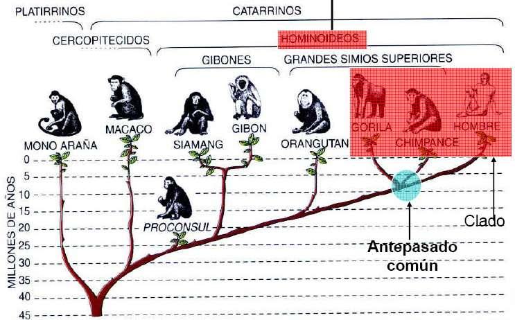 CLASIFICACIÓN DE LOS PRIMATES PROSIMIOS Lemur ANTROPOIDES (Monos del nuevo