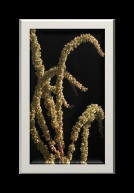 Inflorescencia en capítulo terminal de gran tamaño, con flores liguladas amarillas, situadas en el exterior y flosculosas negruzcas o pardas en el disco, estas últimas con una escama en su base.