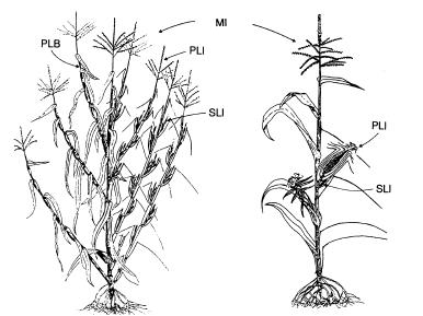 En la figura 11 se puede observar esquemáticamente las diferencias en la arquitectura de la planta del maíz y el teocinte.
