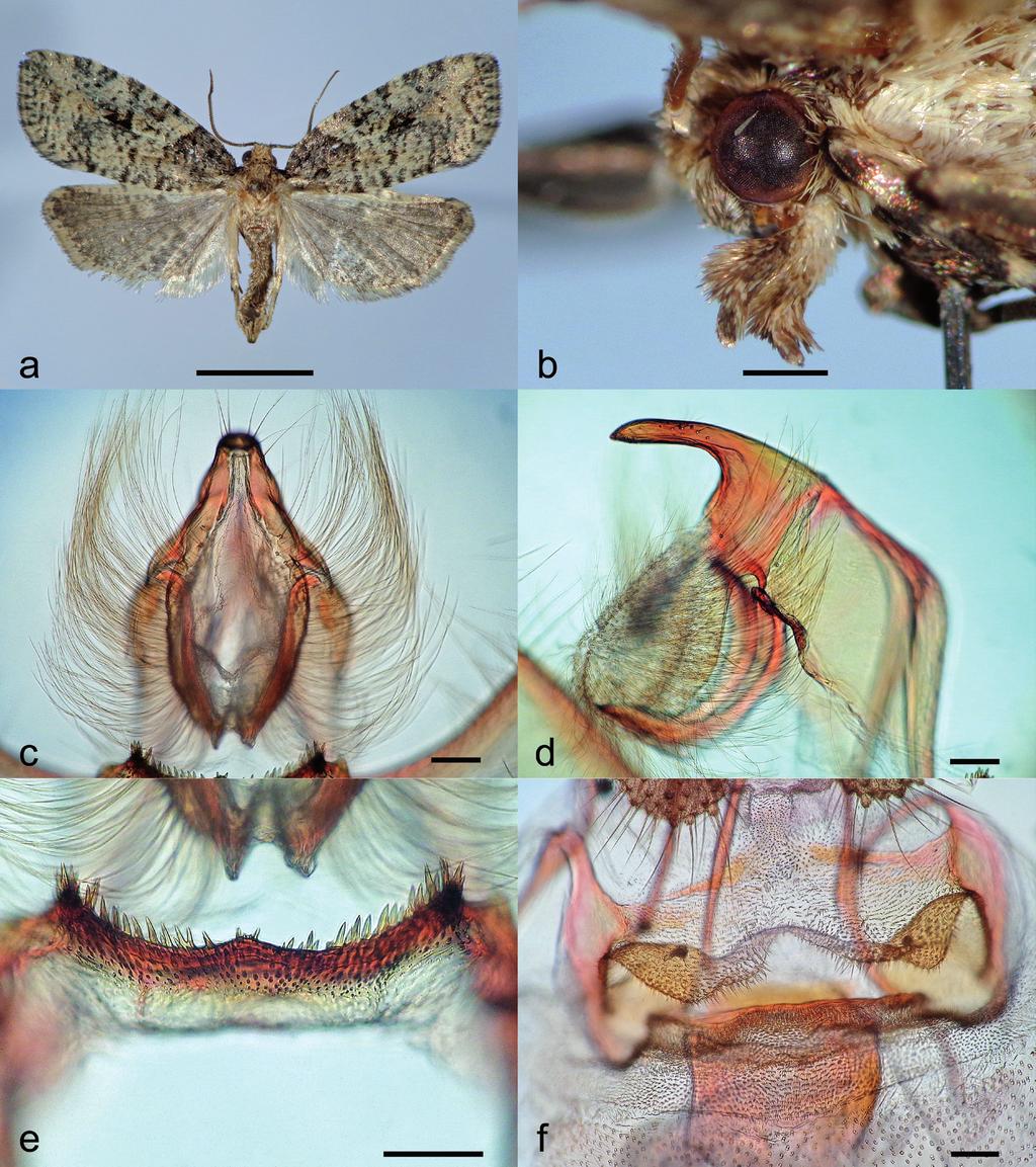 Revista Chilena de Entomología 43 (2017) con ovipositor corto y papilas anales anchas y planas. Foikeulia gen. nov.
