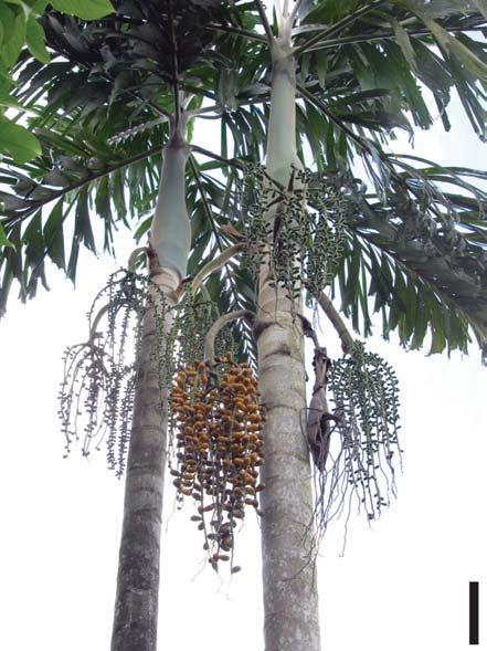 Oenocarpus bataua. Escala = 1,5 m.