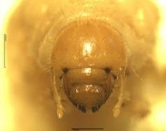 e) larva, f) cápsula cefálica, g) raster, h) adulto CONCLUSIÓN Las 597 especímenes recolectados correspondieron a la familia Melolonthidae, distribuidas en tres subfamilias (Melolonthinae, Rutelinae
