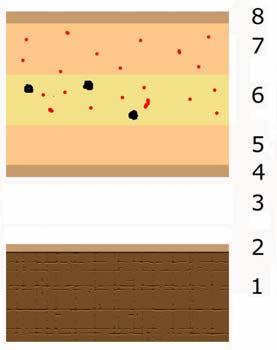 8) Capa de color oscuro (tierra-negro humo) 9) capa de color marrón (tierra). Fig. 7.