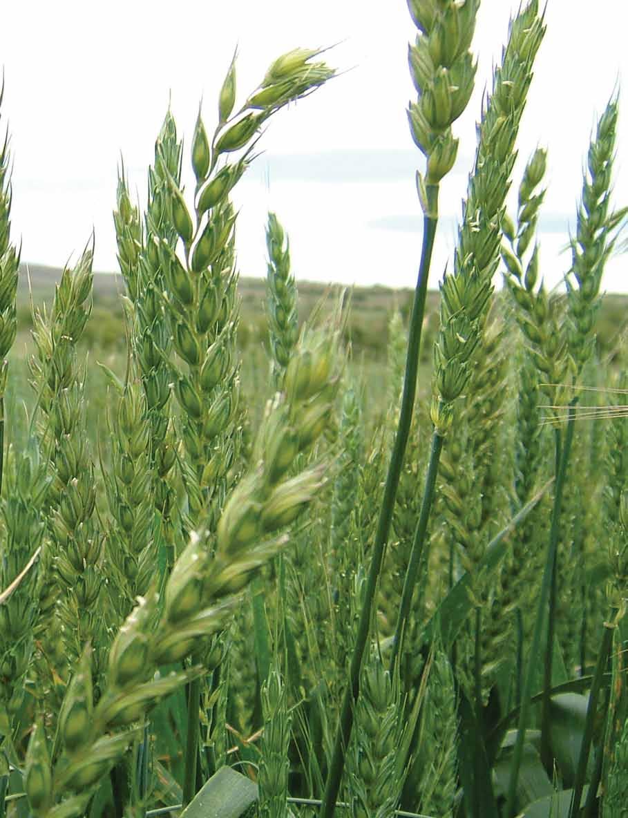 Tabla 2. Concentración de N, P, K y S foliares en hojas de trigo en elongación, grado de balance de nutrientes derivadas de los índices DRIS y orden relativo de deficiencias.