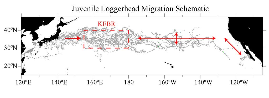 Esquema de migracion de la tortuga Loggerhead KECBR Area entre ~155ºE and 180 habitat