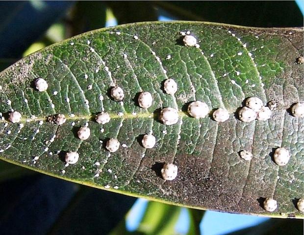 En los recientes monitoreos de Escama en mango se ha detectado un incremento en la diseminación y abundancia de escamas de las especies Ceroplastes floridensis (Green) conocida como Escama de cera y