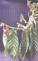 Escoba de bruja (EB) Daño en brotes vegetativos Daño en frutos Parda (PP) Figura 1.