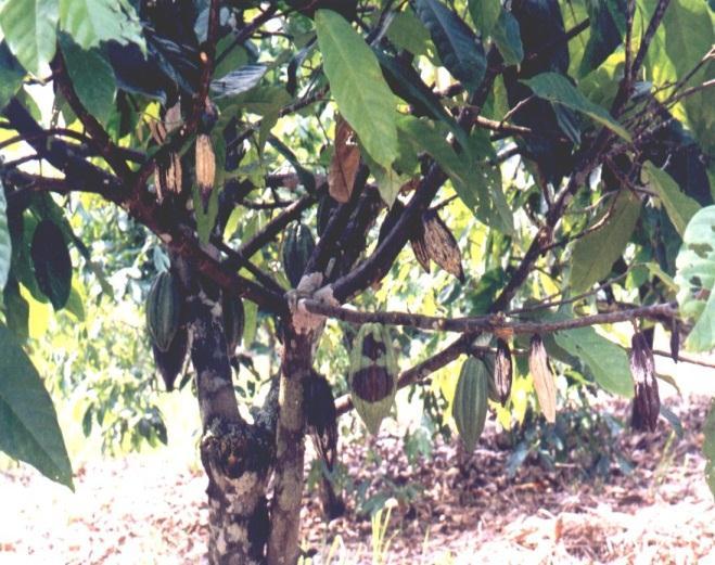 2. Epidemiología y progreso de las enfermedades del cacao 1990` - 2010` : Estudios : Fenología,