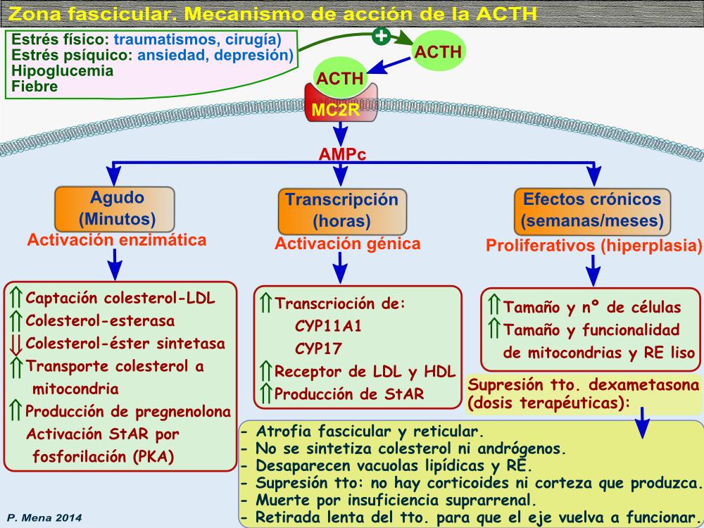 5. La hormona ACTH representa el estímulo por el cual la zona fascicular de la corteza