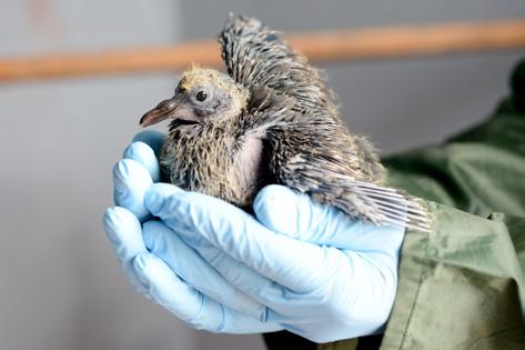 Creación de una población viable de paloma rabiche Criar en cautividad Gran Canaria cuenta, en la Finca de Osorio, con un núcleo reproductor de 8 parejas que se han ido variando para incrementar al