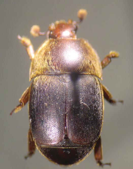 Cuadro 1. Resultados de los análisis morfológicos de los escarabajos adultos (n= 10) provenientes de Rivas-Nicaragua.