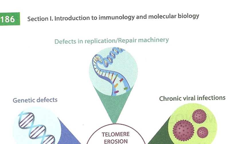 Factores relacionados al acortamiento de los telómeros Incluye factores genéticos, infecciones virales