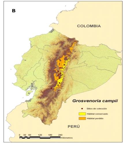 En la figura 2 (A) se aprecia la distribución potencial de la especie desde la provincia de Cañar hasta la provincia del Carchi, incluso avanza hasta las estribaciones de la Cordillera Occidental.