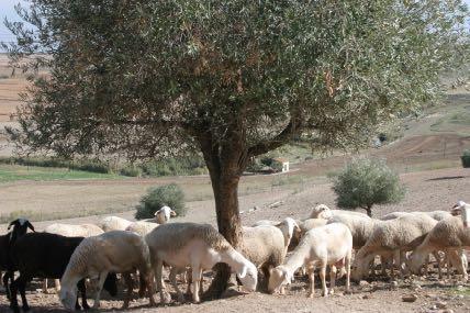 Como máximo en producción ecológica puede haber 13 ovejas