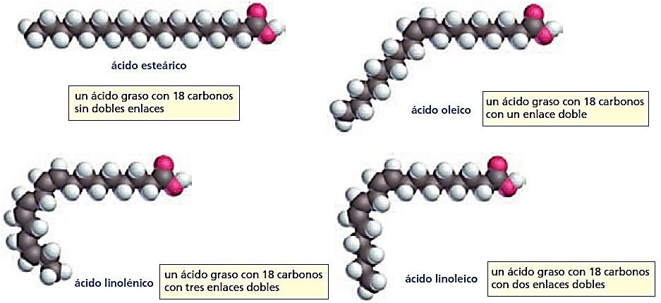 Los ácidos grasos son ácidos carboxílicos con cadenas largas de hidrocarburos.
