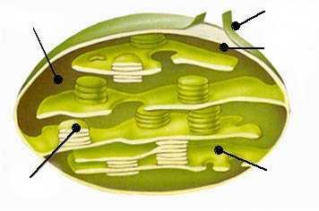 7. Escriu les semblances i les diferències entre: a) Una cèl lula procariota i una eucariota.