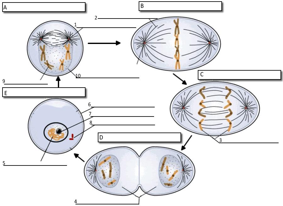 4. Per què es duplica el material genètic al principi de la mitosi i de la meiosi? 5.