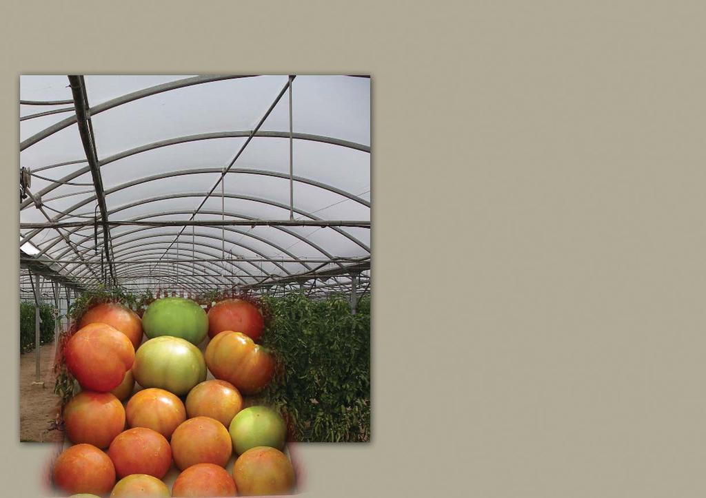 Invernaderos: variedades de tomate en suelo Ensayos de la campaña 2005 e L tomate continúa siendo el cultivo principal en los invernaderos de Navarra en la época de primaveraverano.
