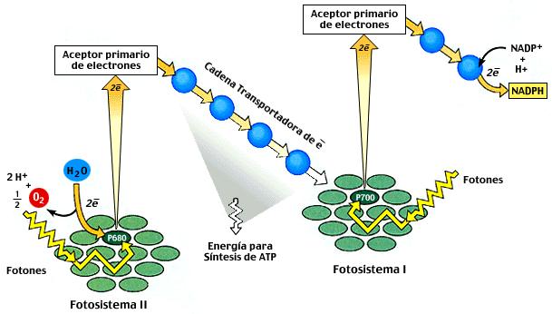 FOTOFOSFORILACIÓN ACÍCLICA O EN Z CÍCLICA Los dos fotosistemas pueden actuar conjuntamente - proceso conocido como esquema en Z, para producir la fotofosforilación (obtención de ATP) o hacerlo