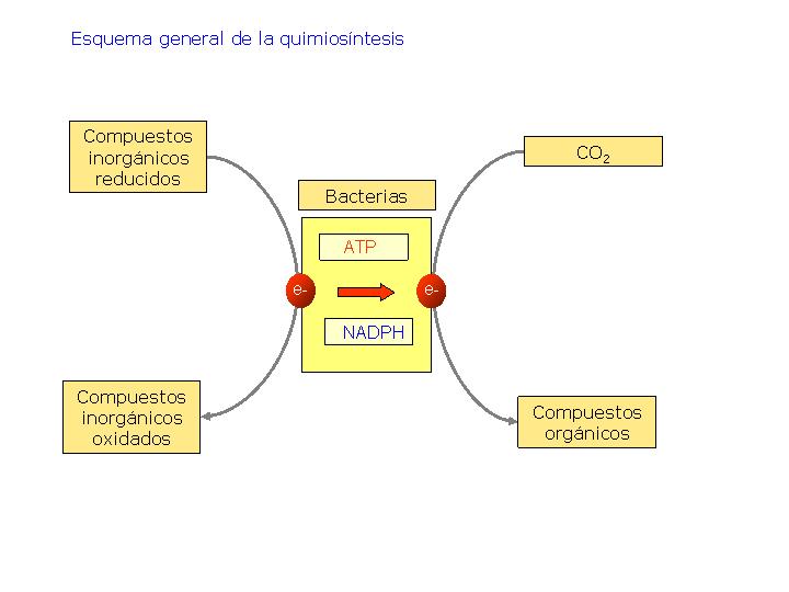 2.2. QUIMIOSÍNTESIS Proceso anabólico autótrofo mediante el cual se sintetizan compuestos orgánicos a partir de
