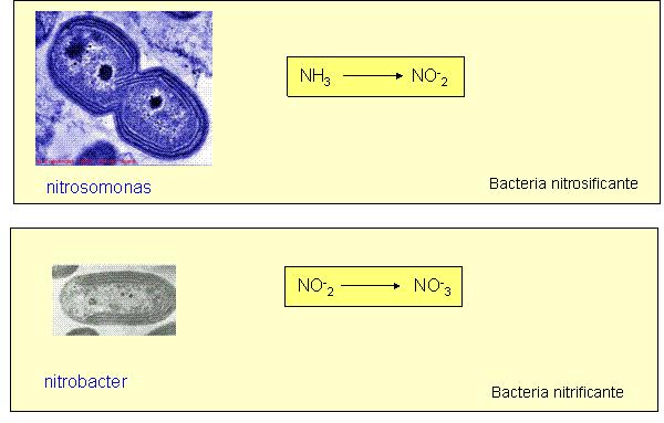 Bacterias del nitrógeno + - 2 NH 4 + 3 O 2 2