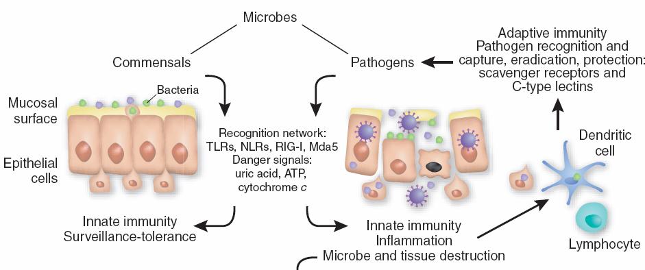 Sistema Inmune Innato: rol en la protección frente a patógenos pero también en el mantenimiento de la microbiota Sansonetti