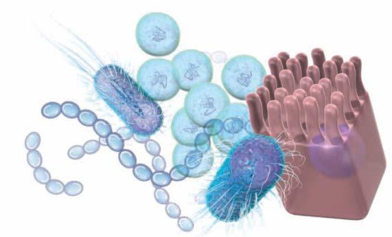 Microbiota Características: Funciones: viven en el hospedador sano 10 12 morg/cm 3 se adquiere al nacer coloniza todas las superficies comensales o