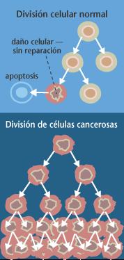 DESARROLLO DEL CÁNCER. El cáncer es una enfermedad crónica no transmisible que comienza con la transformación de una sola célula, (mutación genética).