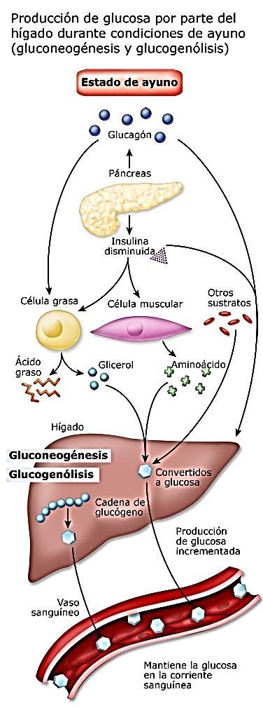 2-AYUNO TEMPRANO: (PERIODO POSTABSORTIVO O INTERDISGESTIVO) Predomina secreción de glucagon Glucogenólisis hepática Inhibición de