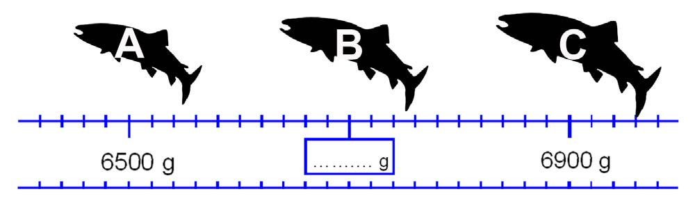 18. Observa la recta numérica y escribe en ella el peso del salmón B que se ha pescado este año en el río Bidasoa.