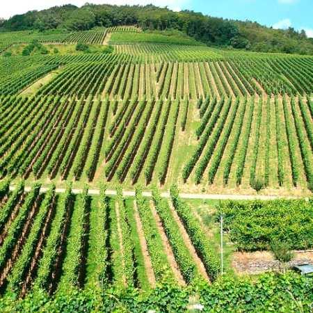 3. Cmbios en l loclizción de los viñedos Zon húmed Zon sec Tendenci poner viñedos en sitios más frescos (menos